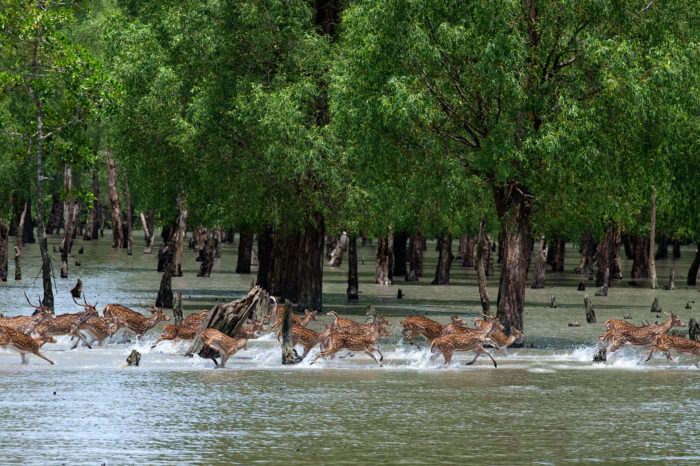 SUNDARBANS