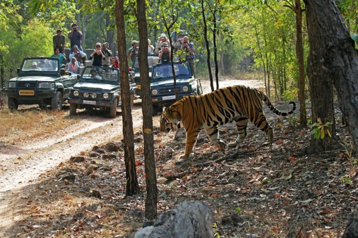 TIGER TOURS